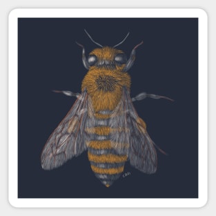 Honey Bee Sticker